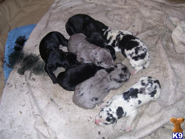 Great Dane Puppies